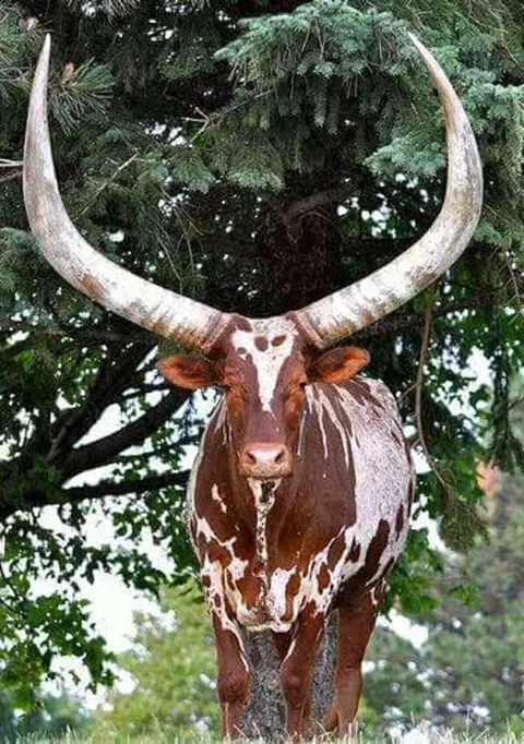 ZEBU