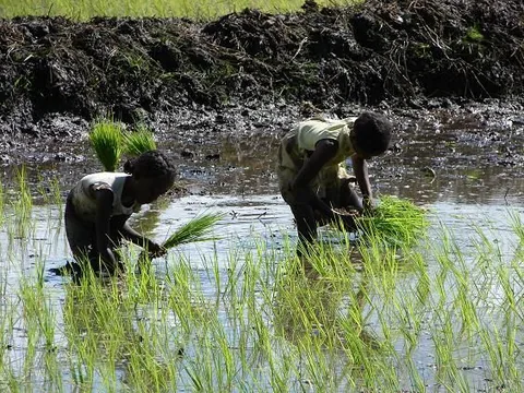 Les_planteuses_de_riz