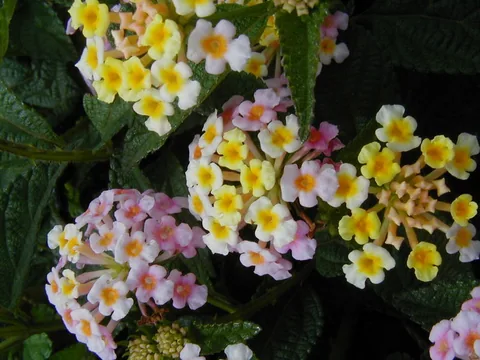 faune_flore_005___Copie