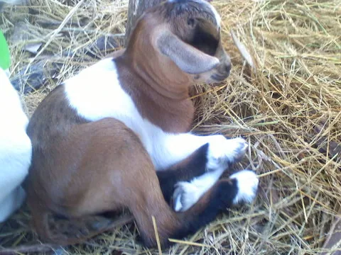 Copie_de_Deuxi_me_photo_de_notre_petit_chevreau
