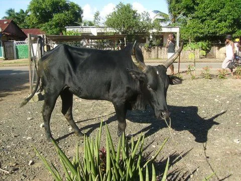 IMGP0217