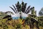 RAVINALA