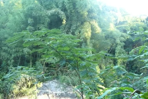 MADA_2010_201