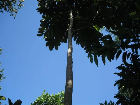 canarium_madagascar