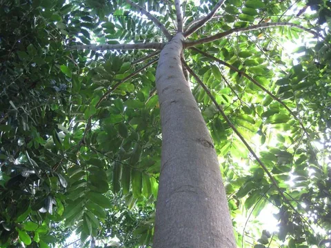ampa_qui__a_donn__son_nom___un_village_abomdiapana