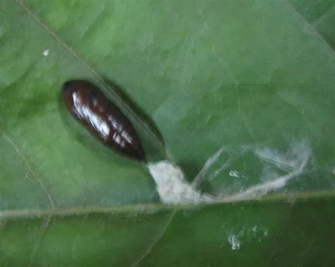 chrysalide_sur_feuille_de_cacao