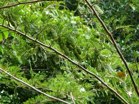 dalbergia_baronii__fruit
