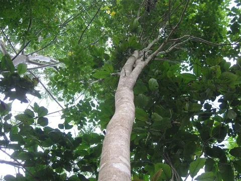 dalbergia_odorifera_