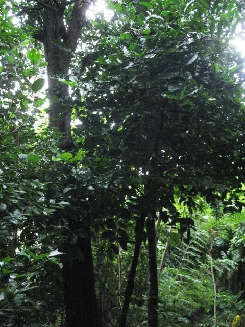 _b_ne_dalbergia_macollinensis