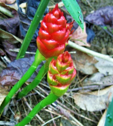 fleur_de_gingembre