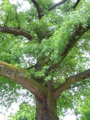 Arbre