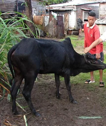 ZEBU_DE_3_ANS_ACHETE